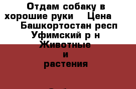 Отдам собаку в хорошие руки  › Цена ­ 100 - Башкортостан респ., Уфимский р-н Животные и растения » Собаки   . Башкортостан респ.